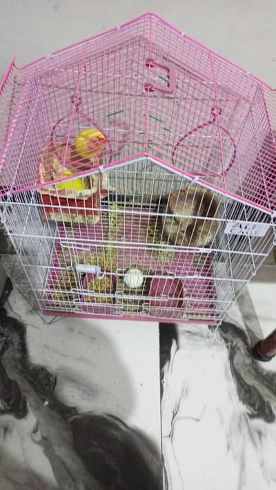 love bird pair with 6 eggs