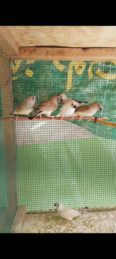 Finch Birds Available Healthy Active