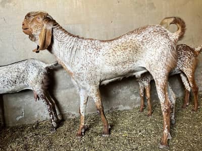 bakra goat for sale