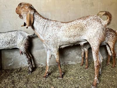 makhi cheena breeder for sale