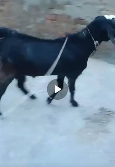 bakra for sale