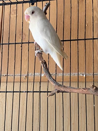 Albino red eyes adult female
