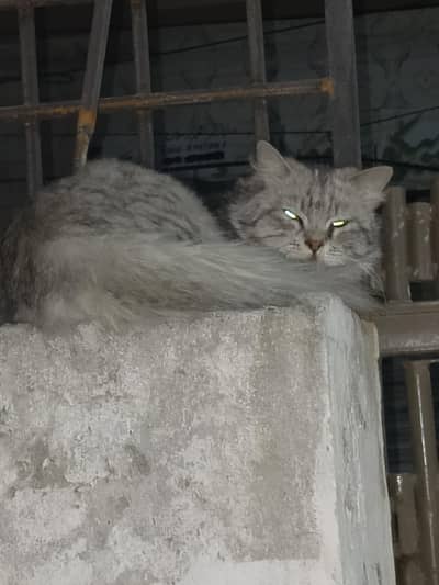 persin cat ungent sell  03135585012 whatapp