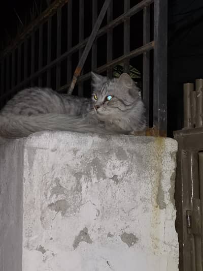 persin cat ungent sell  03135585012 whatapp pasia Kam ho jay gay