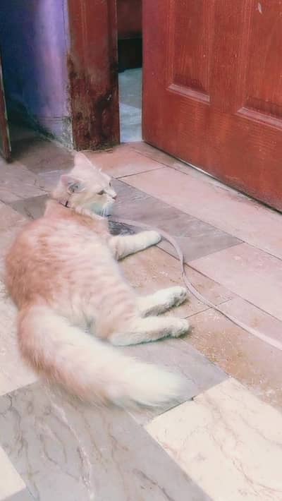 cute and double coated cat