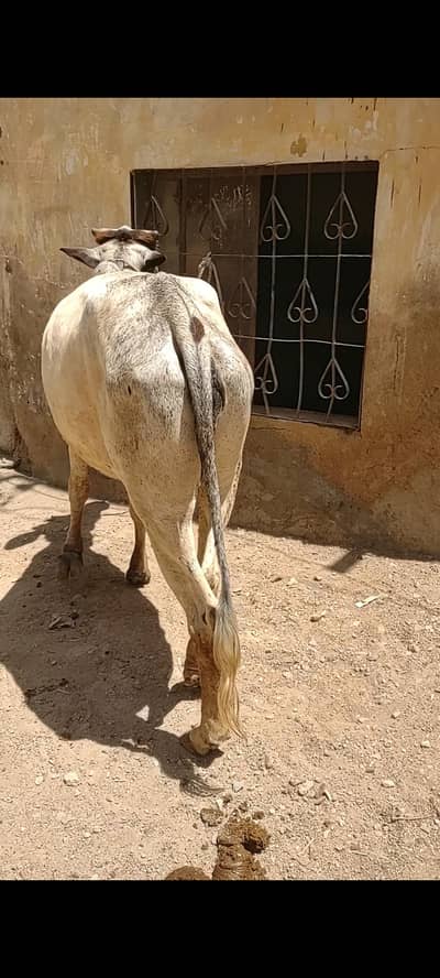 Bachri For Qurbani