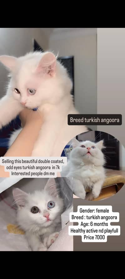 kitten for sale