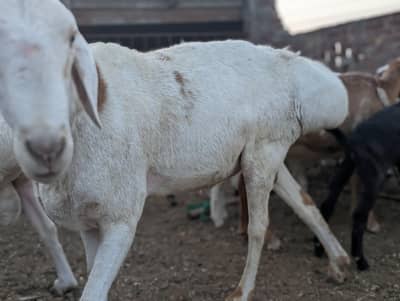 bakry for Qurbani 2026