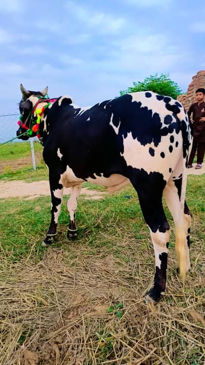 Fateh jangi bull/pure Bachra/donda/Qurbani 2026 /white & black bulls