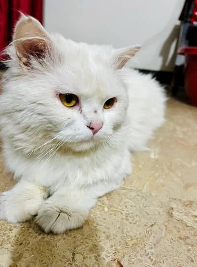Male Persian Cat For Sale