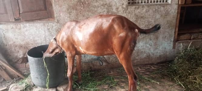 4 dant hai bakri