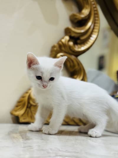 Cute cat babyy persian 2 core