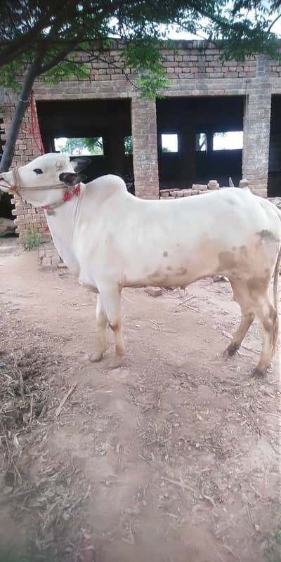 Bull sale for qurbani