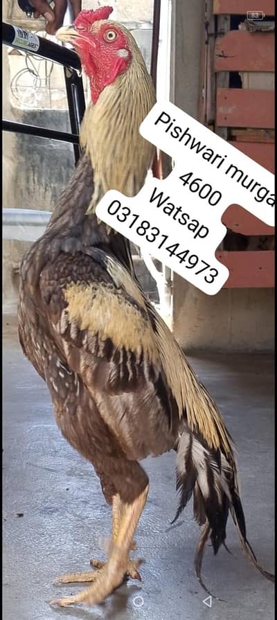 aseel murga | aseel murgi | murga