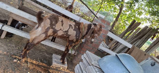 bakra sale
