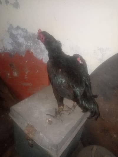 Change Hen