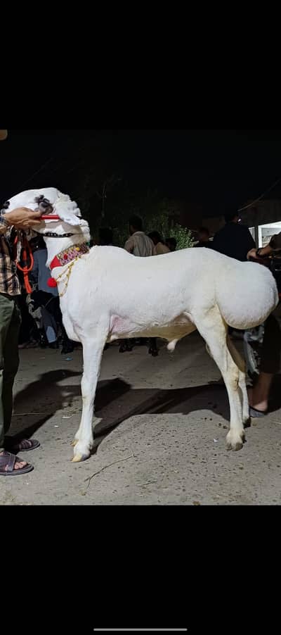 dumba for sale