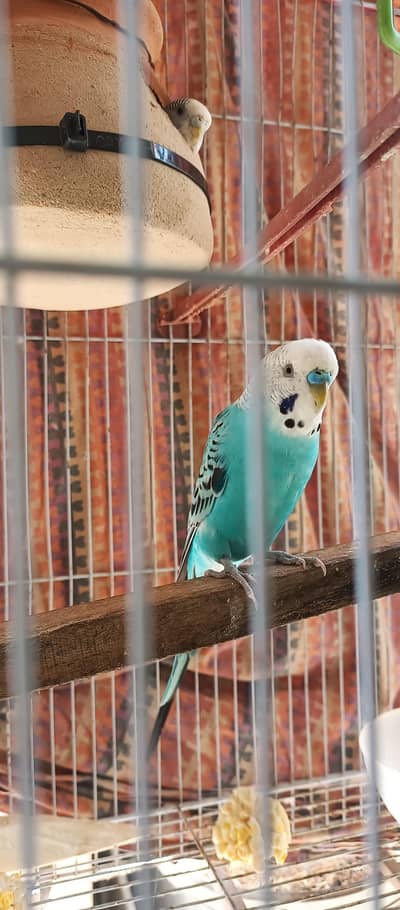 Budgie Breeding Pair Full Size Healthay And Active
