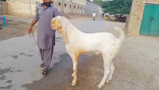 Qurbani ke liye Bakra for sale _ 03228068308