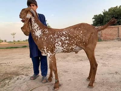 ISLAMABAD ORGANIC DESI BAKRA FARM
