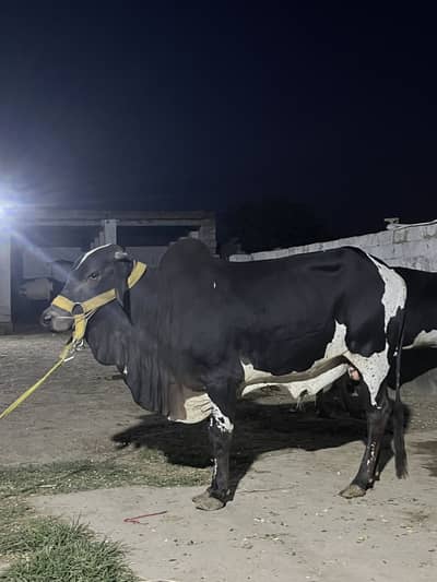 Premium Qurbani Bail