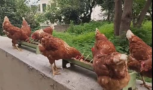Six Lohmann Brown hens with RIR Rooster for best Breeding Results