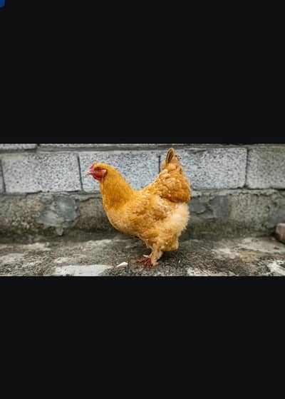buff hen
