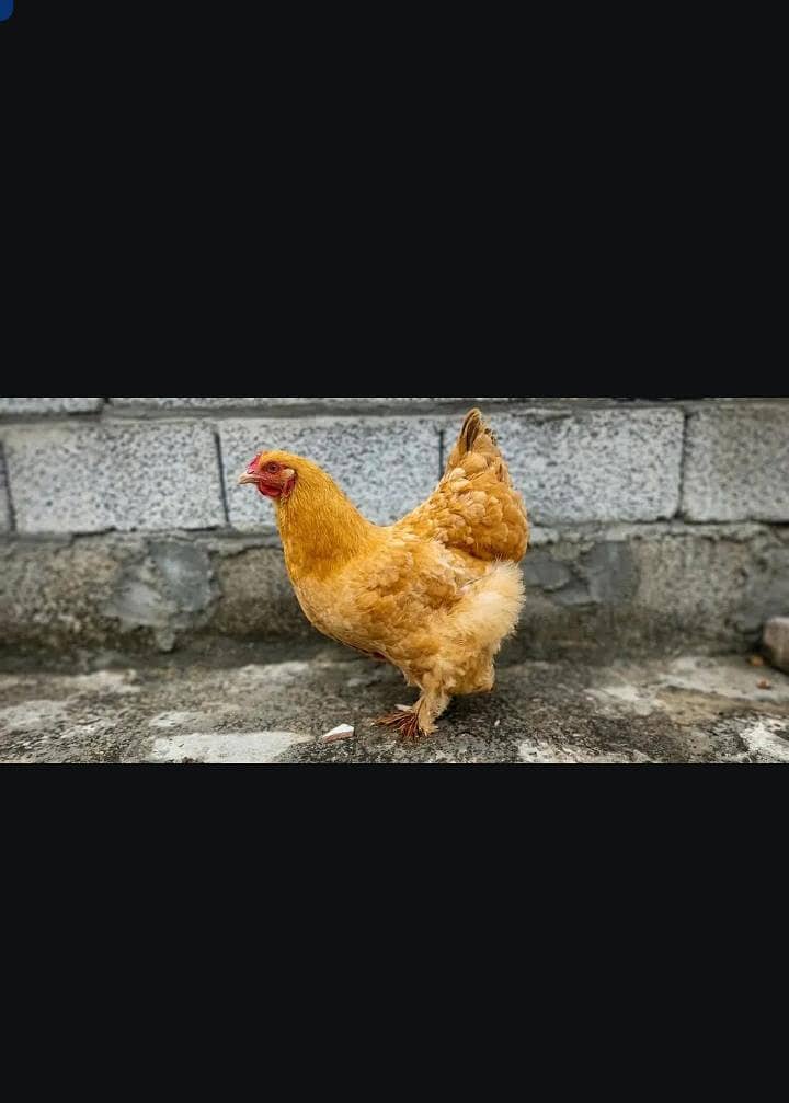 buff hen 0