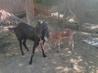 1 Bakra 1 bache ke sath