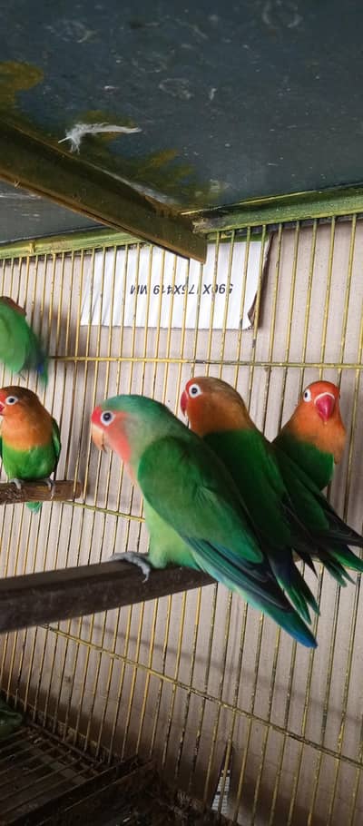 love birds pair available