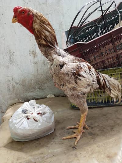 03036068703 aseel murgi 2 and murga 1 urgent for sale 3 ke price hai