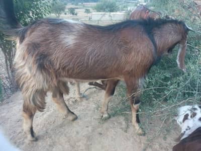 Bakra (Sheru)