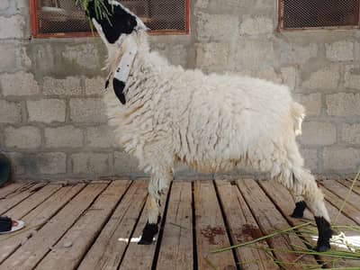 Dumba White black ablak for sale