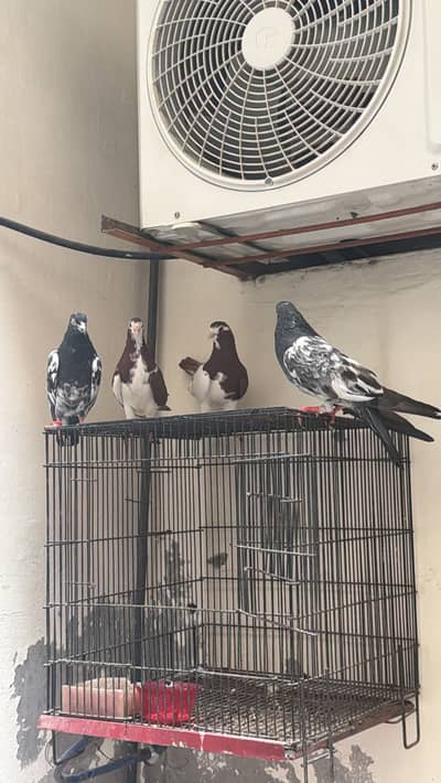 Sherazi breader pair for sale 2500