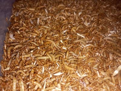 Pure & Healthy Mealworms for Birds, Fish and Poultry