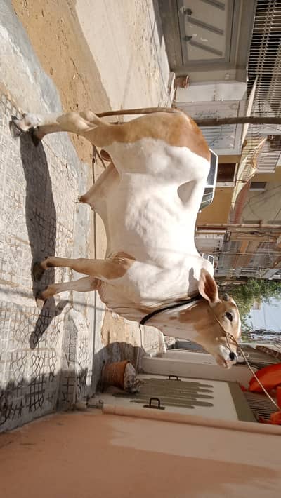 Cow (ABLAQ)