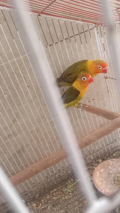 love birds and budgies