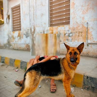 German Shephered Female For Sale