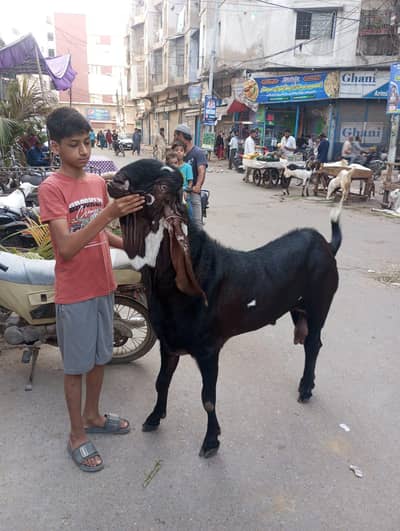 bo and takra bakra 4 donnt