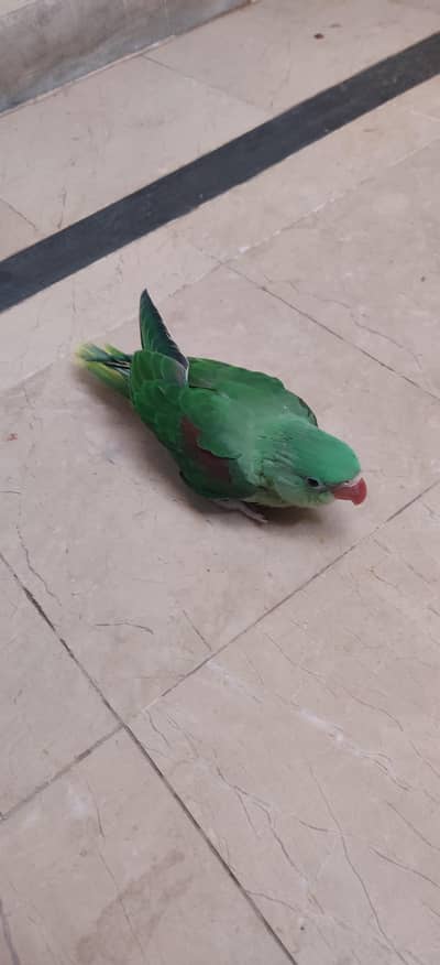 Raw parrot urgent sale