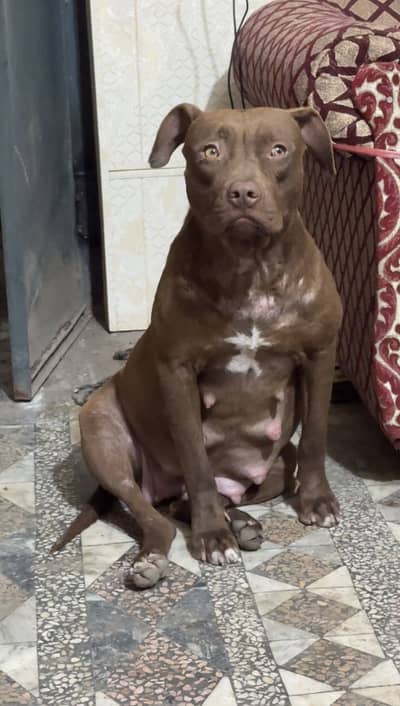 American pitbull dog puppies last pair available