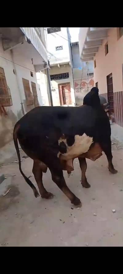 COW FOR SELL