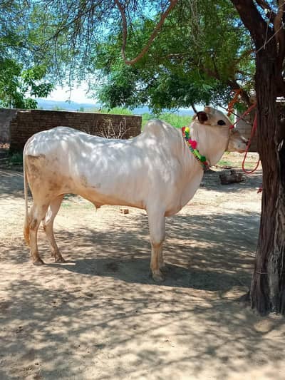white fateh jhanghi