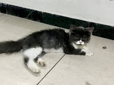 Persian female kitten