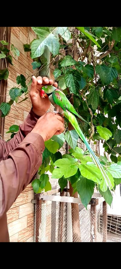 Alexandrian hand tame male