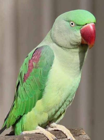Female Breeder Raw Parrot