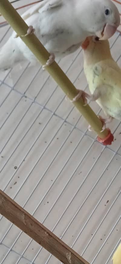 lovebirds patty