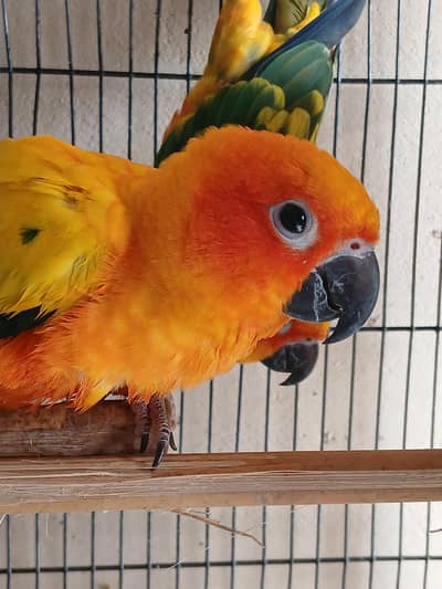 Sun Conure Pair for sale.