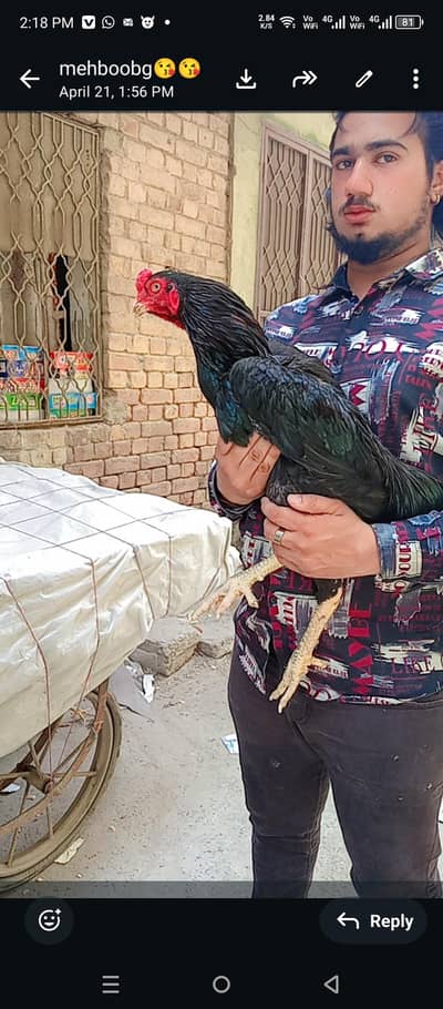 hind nasal murga jori for sale pure Pakistani