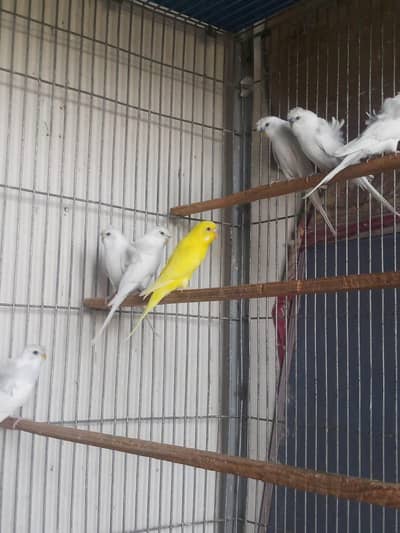 hogoromo pair  for  sale ready to breed